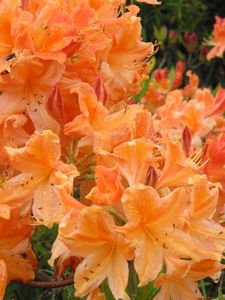Azalea mollis Cockatoo